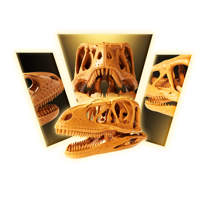 Dinosaur Skulls