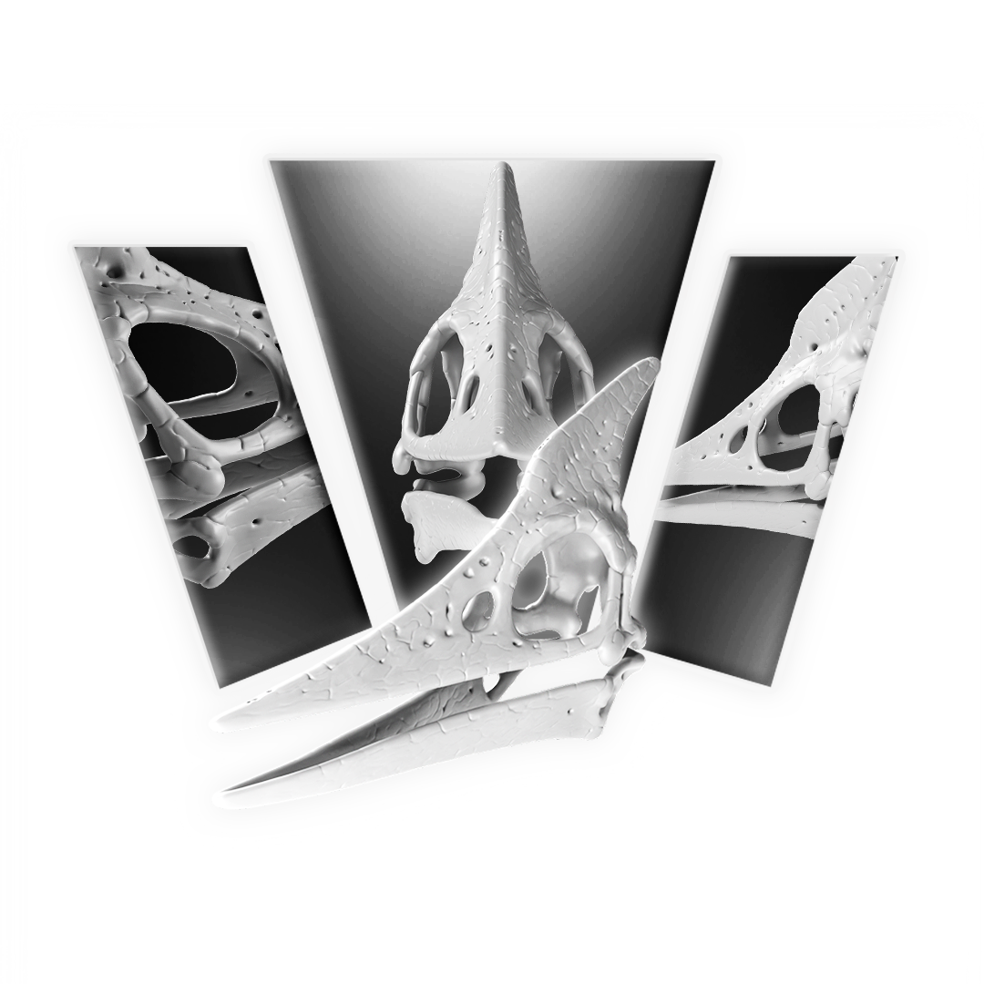 Pteranodon Skull 3D Print Model Main image