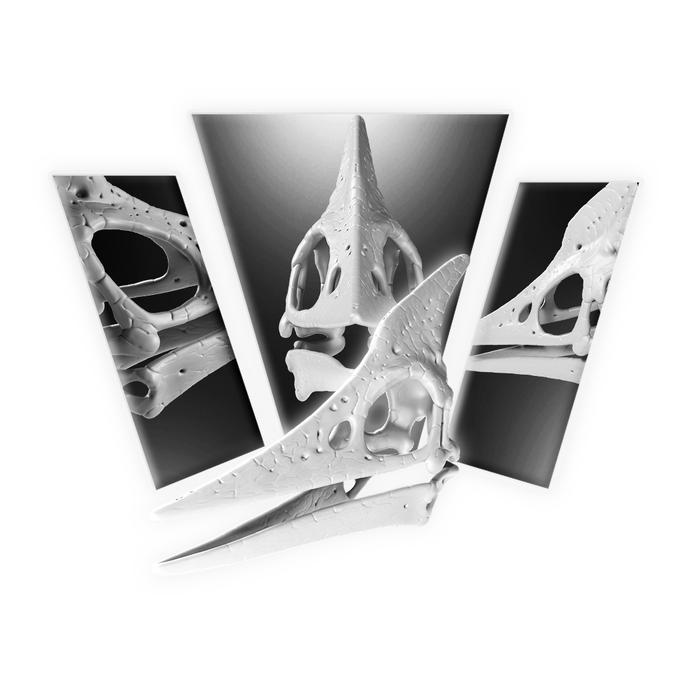Pteranodon Skull 3D Print Model